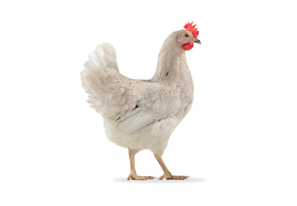 Poule pondeuse Olive Egger, vaccinée