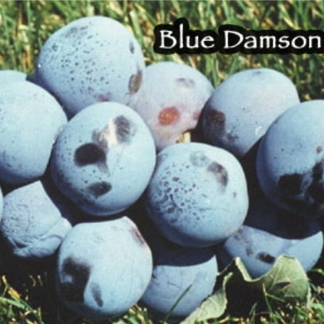 Prunier européen Damas Bleu