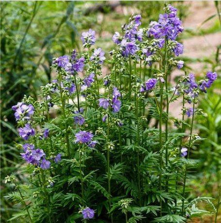 Valériane grecque Heavenly Habit