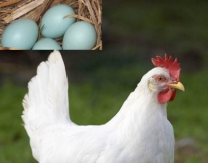 Poule pondeuse Azure, vaccinée