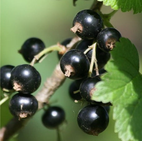 Cassis noir Ben Sarek